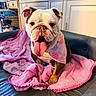 animal, background, bandana, bulldog, companion, couch, cozy, crate, cute, decor, dog, domestic_animal, furniture, happy, home, indoor, pet, pink_blanket, resting, tongue_out