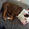 Izzy is registered to the contest to win money with this photo: animal, blanket, brown_and_white, bulldog, companion, couch, cozy, cute, dog, dog_bed, furniture, home, indoor, nap, paw, pet, relaxed, resting, sleeping, tongue_out