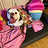 Izzy joined the competition — help win amazing prizes! animal, bulldog, colorful_clothing, couch, cupcake_plush, cute, dog, fur, happy, home, indoor, pet, pink_blanket, plush_toy, seated, smiling, stuffed_toy, tongue_out, white_cabinet, wooden_floor