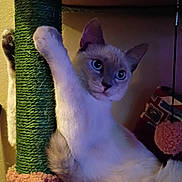 Coraline joined the competition — help win amazing prizes! cat, scratching_post, hammock, indoor, pet, feline, claw, curious, wide_eyes, fur, animal, cozy, pink, green, home, relaxing, cute, playful, climbing, resting