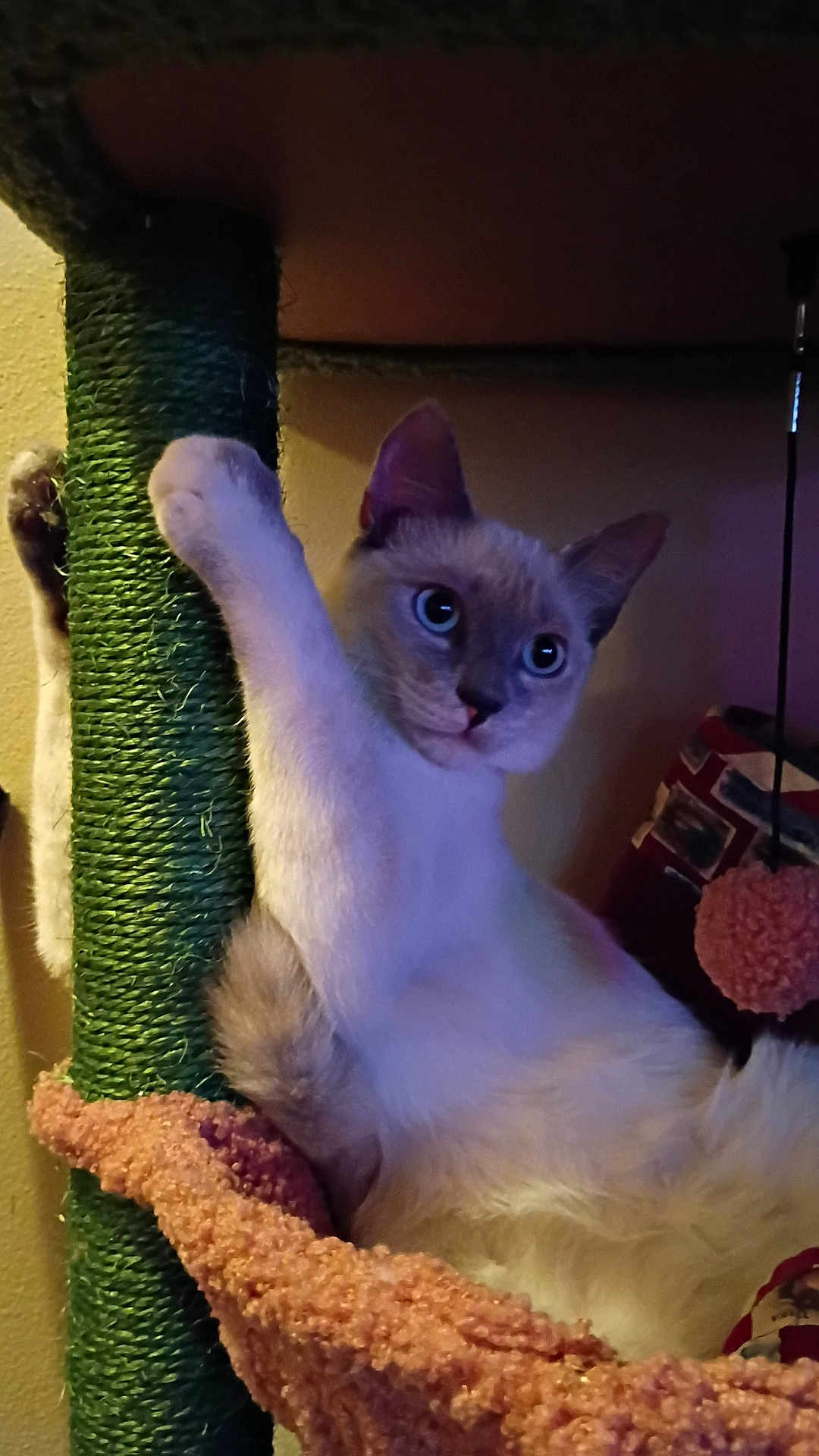 Coraline joined the competition — help win amazing prizes! cat, scratching_post, hammock, indoor, pet, feline, claw, curious, wide_eyes, fur, animal, cozy, pink, green, home, relaxing, cute, playful, climbing, resting