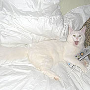 Stinky joined the competition — help win amazing prizes! cat, white_cat, pet, animal, remote_control, blanket, leopard_print, pillow, indoor, feline, fur, cute, lying_down, bed, cozy, expression, mouth_open, claw, paw, domestic_animal