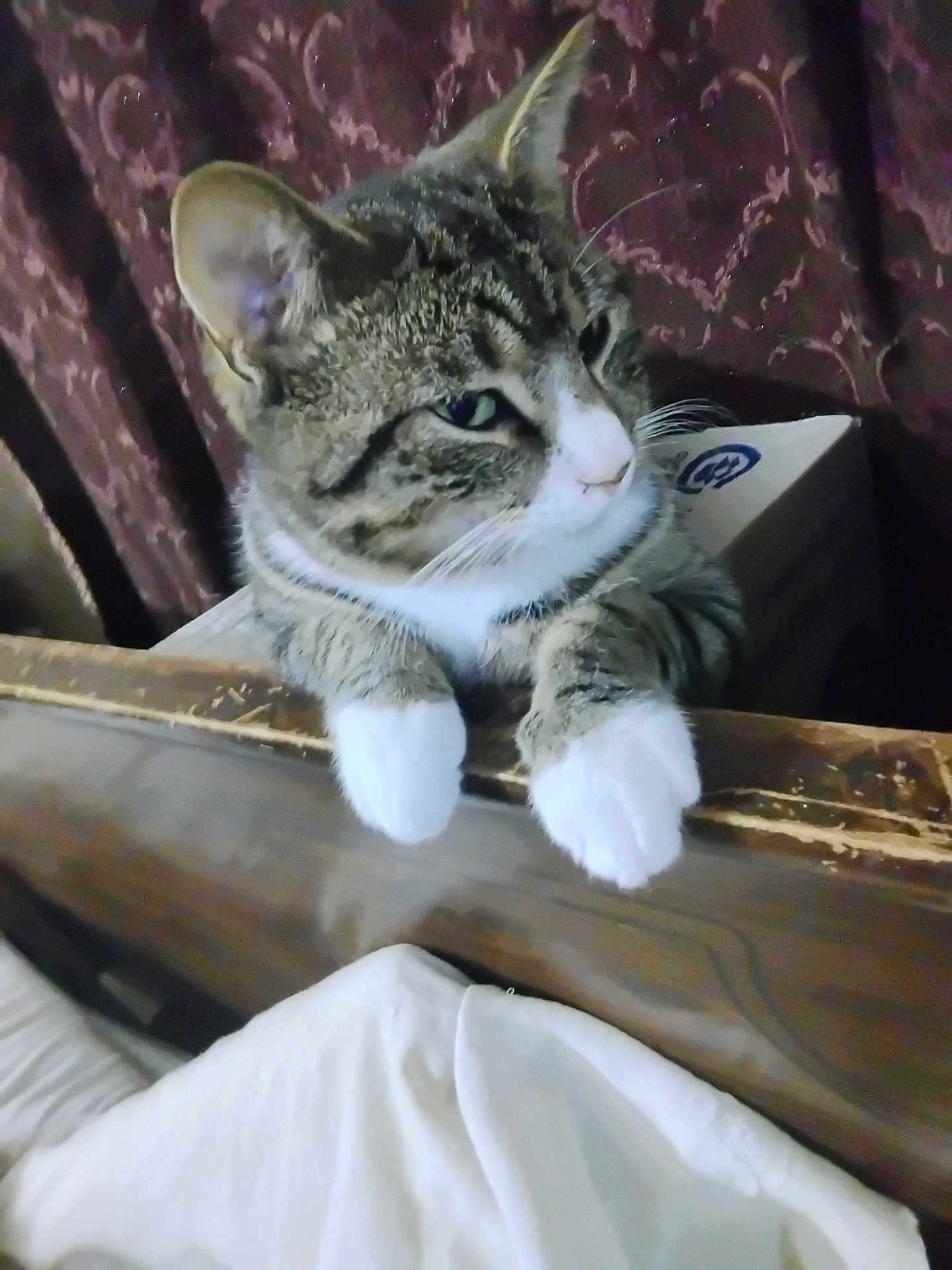 Little Man is registered to the contest to win money with this photo: animal, box, cat, close_up, curious, domestic_cat, ears, feline, furniture, home, indoor, looking_away, patterned_fabric, pet, resting, soft_light, tabby, whiskers, white_paws, wooden_surface