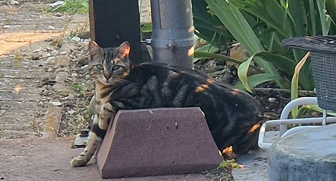 Petite Crotte participe au concours pour gagner de l'argent avec cette photo : asphalt, carnivore, cat, domestic_short_haired_cat, felidae, flowerpot, fur, grass, metal, plant, road_surface, sitting, small_to_medium_sized_cats, snout, tail, terrestrial_animal, tree, trunk, whiskers, wildlife