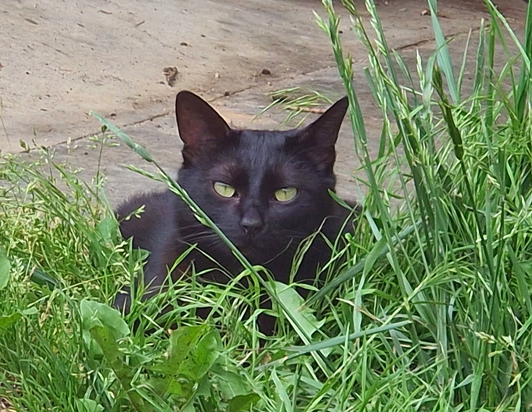 Salem a rejoint le concours — aidez-le/la à gagner de superbes lots ! black_cat, bombay, carnivore, cat, domestic_short_haired_cat, felidae, flowering_plant, fur, grass, groundcover, plant, shrub, small_to_medium_sized_cats, snout, tail, terrestrial_animal, tree, whiskers, wildlife