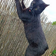 Salem participe au concours pour gagner de l'argent avec cette photo : abyssinian, animal, blackcat, cat, countryside, fence, grass, kitten, manx, nature, outdoors, pet, plant, reed, soil, straw
