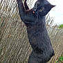 abyssinian, animal, blackcat, cat, countryside, fence, grass, kitten, manx, nature, outdoors, pet, plant, reed, soil, straw
