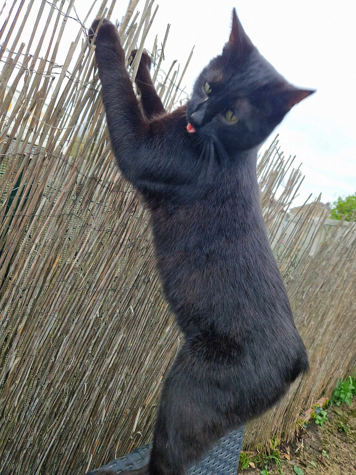 Salem