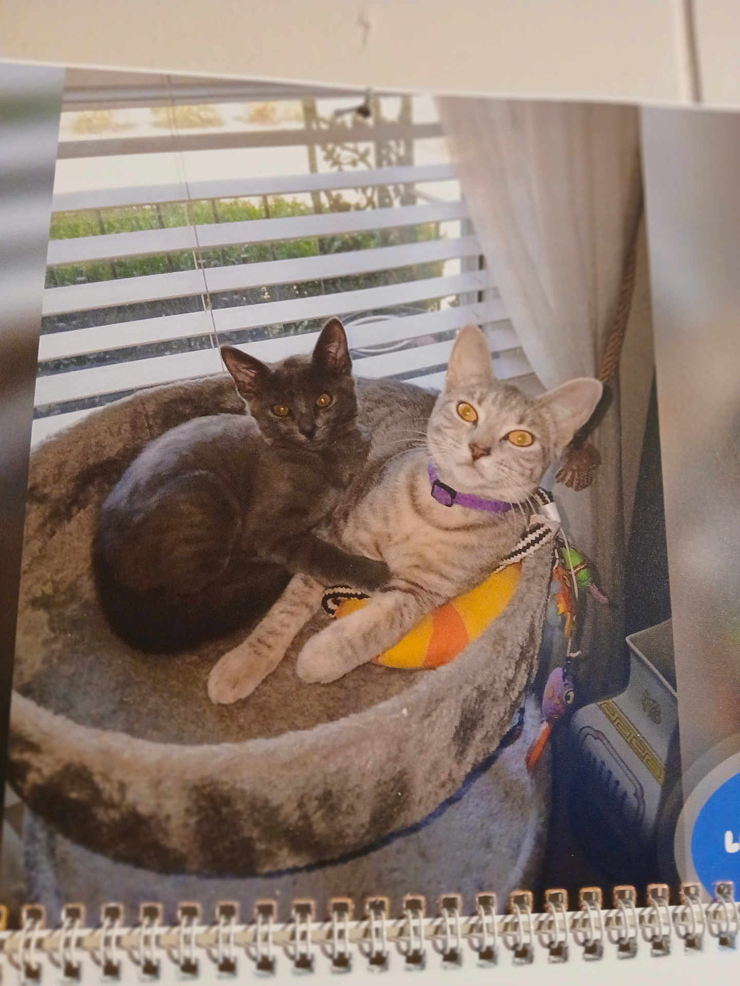 Luna And Smoky is registered to the contest to win money with this photo: amber_eyes, blinds, cat, cats, companion, cozy, curtain, cute, dark_gray_cat, domestic, feline, gray_cat, home, indoor, pets, plush_cat_tree, purple_collar, resting, snuggling, window