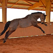 Noriano Du Ry participe au concours pour gagner de l'argent avec cette photo :