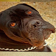 Léon a rejoint le concours — aidez-le/la à gagner de superbes lots ! cane_corso, canidae, carnivore, dog, dog_breed, labrador_retriever, liver, snout, sporting_group