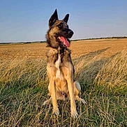 Victor a rejoint le concours — aidez-le/la à gagner de superbes lots ! animal, blue_sky, canine, collar, dog, dry_grass, ears_up, field, german_shepherd, grass, happy, nature, outdoor, pet, portrait, rural, sitting, summer, sunlight, tongue_out