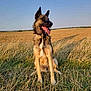 animal, blue_sky, canine, collar, dog, dry_grass, ears_up, field, german_shepherd, grass, happy, nature, outdoor, pet, portrait, rural, sitting, summer, sunlight, tongue_out