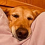 animal, close_up, comfort, cozy, cute, dog, face, fur, golden_retriever, indoors, nose, pet, pink_pillow, relaxed, resting, sleep, sleeping, snout, soft, warm