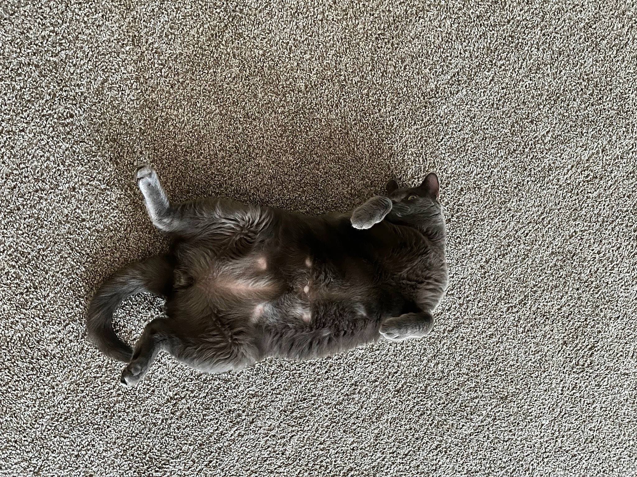 Gravy Boat is registered to the contest to win money with this photo: art, asphalt, automotive_tire, felidae, font, foot, grass, grey, human_leg, metal, monochrome, monochrome_photography, paw, road_surface, sand, shadow, small_to_medium_sized_cats, soil, terrestrial_animal, wood