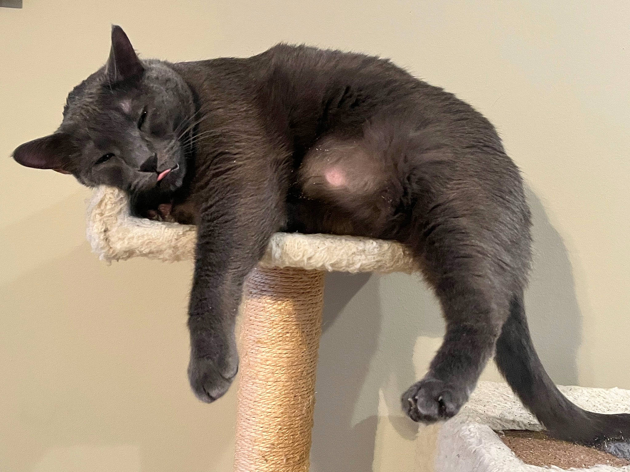 Gravy Boat joined the competition — help win amazing prizes! black_cat, bombay, carnivore, cat, claw, comfort, domestic_short_haired_cat, eye, felidae, foot, fur, paw, plant, russian_blue, small_to_medium_sized_cats, snout, tail, terrestrial_animal, whiskers, wildlife