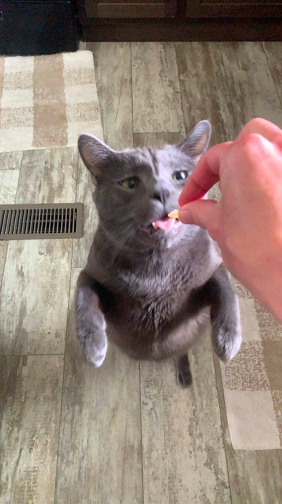 Gravy Boat joined the competition — help win amazing prizes! carnivore, cat, cat_toy, chartreux, claw, domestic_short_haired_cat, eye, fawn, felidae, flooring, fur, grey, nail, paw, russian_blue, small_to_medium_sized_cats, snout, tail, terrestrial_animal, whiskers