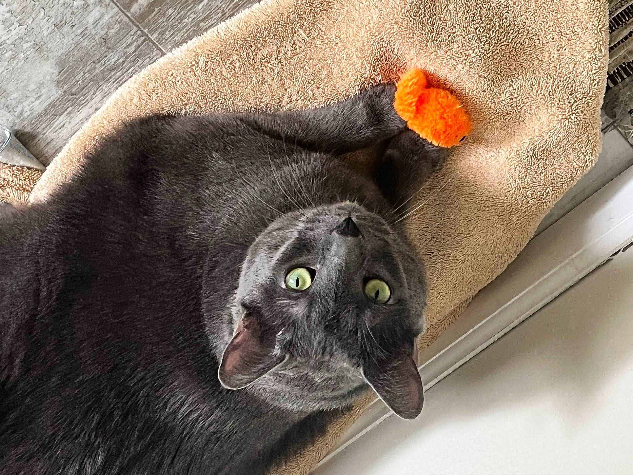 Gravy Boat is registered to the contest to win money with this photo: black_cat, bombay, button, carnivore, cat, claw, comfort, dog_breed, domestic_short_haired_cat, felidae, fur, grey, sleeve, small_to_medium_sized_cats, snout, stuffed_toy, tail, terrestrial_animal, textile, whiskers