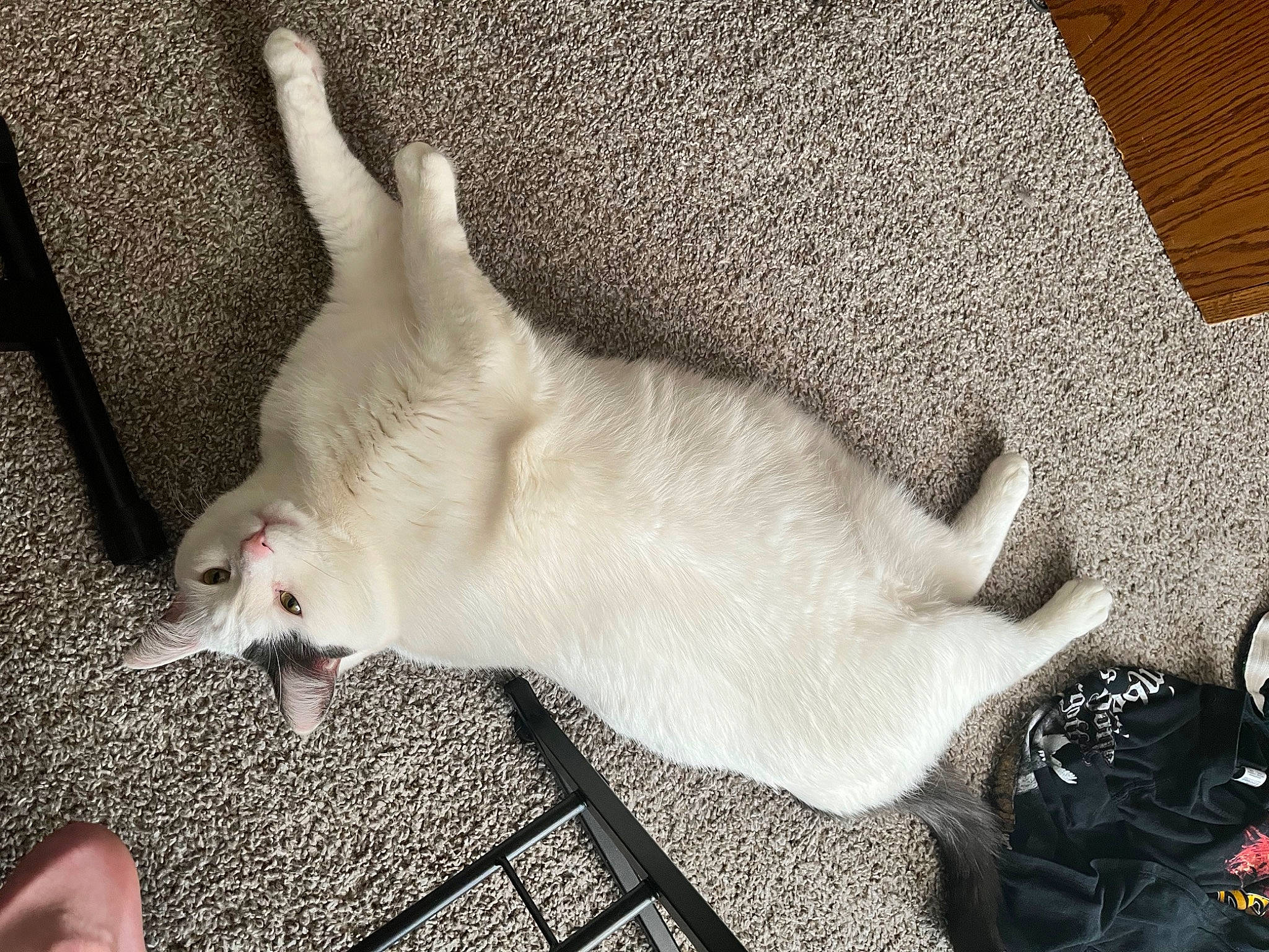 Biscuits joined the competition — help win amazing prizes! carnivore, cat, claw, comfort, companion_dog, dog_breed, domestic_short_haired_cat, fawn, felidae, flooring, foot, fur, gesture, grey, paw, small_to_medium_sized_cats, snout, sporting_group, tail, whiskers