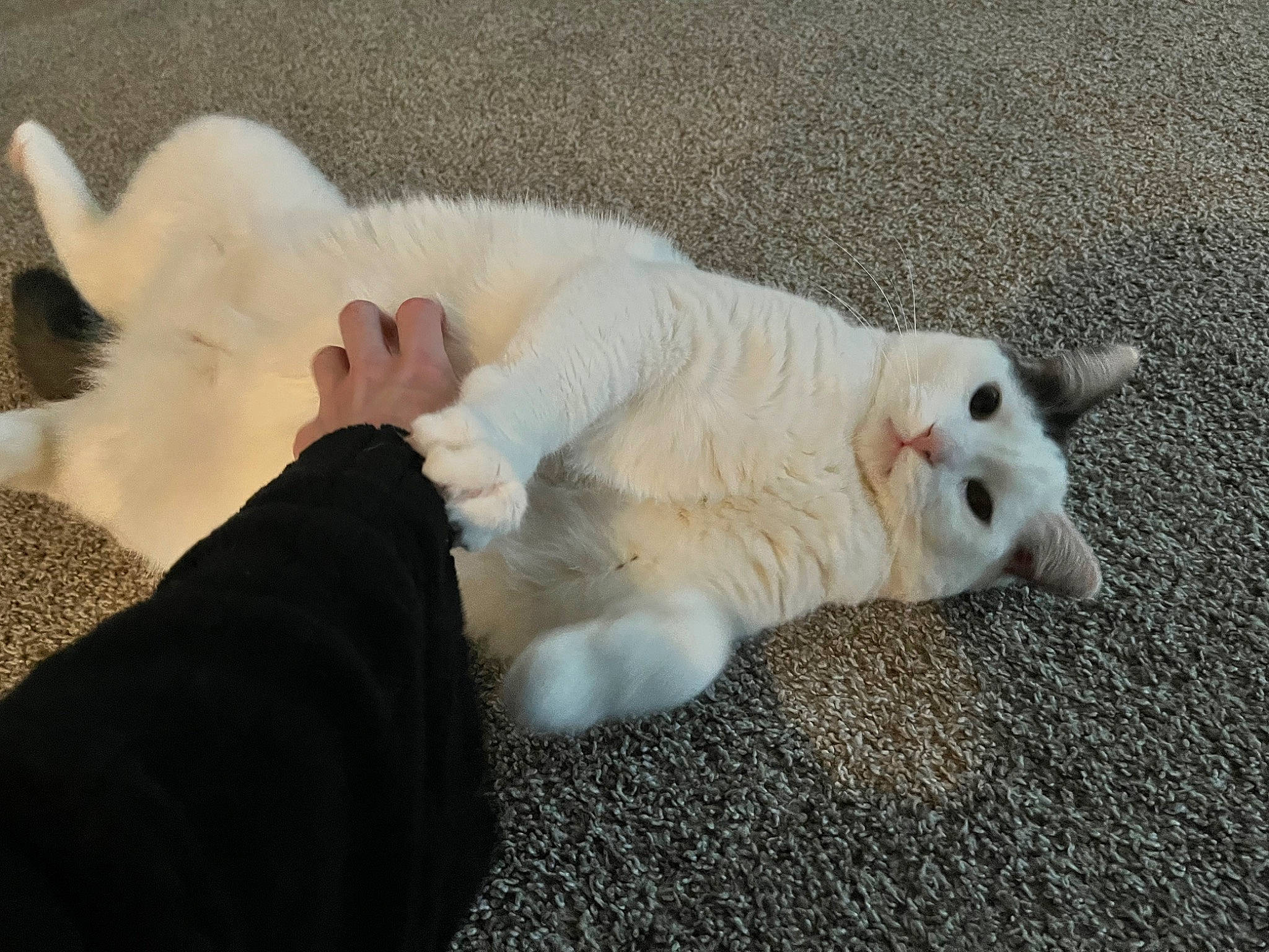 Biscuits joined the competition — help win amazing prizes! canidae, carnivore, cat, comfort, companion_dog, dog_breed, eye, fawn, felidae, foot, fur, gesture, head, paw, small_to_medium_sized_cats, snout, sporting_group, tail, vertebrate, whiskers