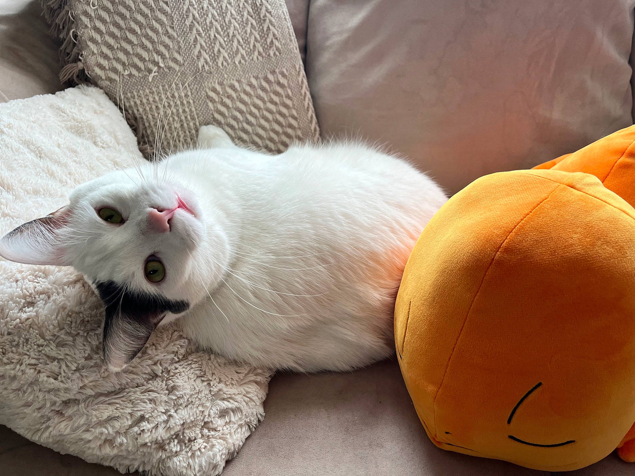 Biscuits joined the competition — help win amazing prizes! carnivore, cat, claw, close_up, comfort, domestic_short_haired_cat, fawn, felidae, flooring, foot, fur, human_leg, paw, small_to_medium_sized_cats, snout, tail, terrestrial_animal, whiskers, wood