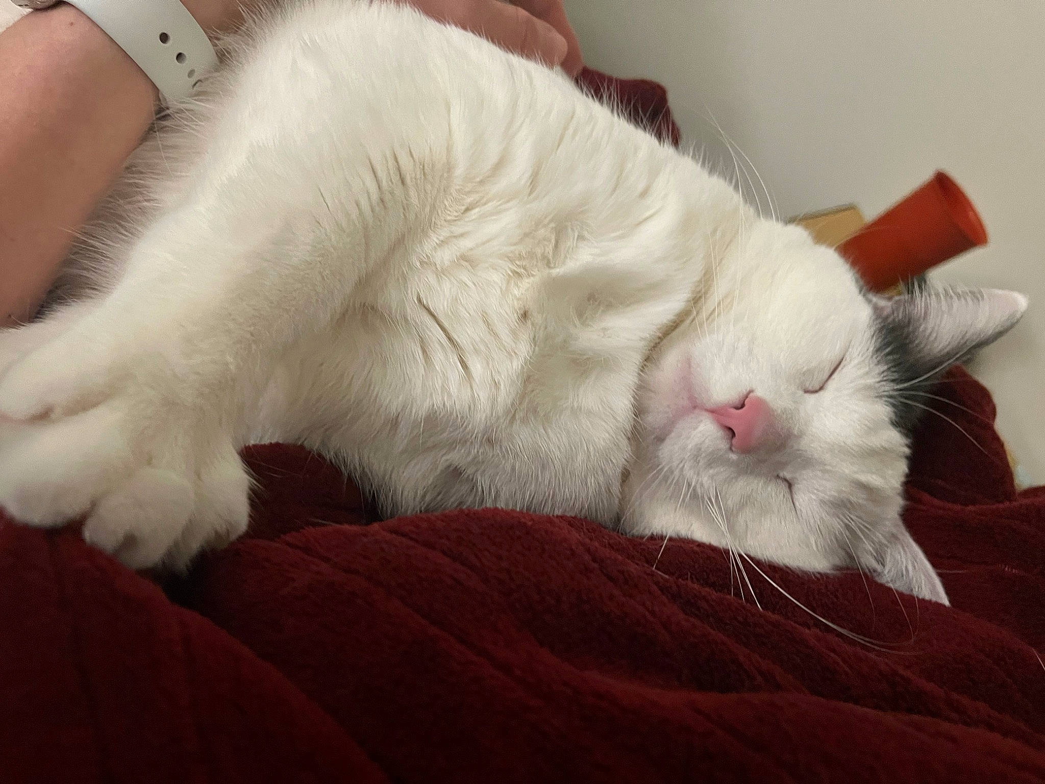 Biscuits joined the competition — help win amazing prizes! carnivore, cat, claw, comfort, domestic_short_haired_cat, ear, fang, fawn, felidae, foot, fur, nap, paw, sleep, small_to_medium_sized_cats, snout, tail, whiskers, yawn