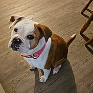 Tiffany Juliet is registered to the contest to win money with this photo: dog, brown, white, collar, pink_collar, floor, wooden_floor, pet, animal, cute, domestic_animal, sitting, looking_up, shadow, indoor, canine, mammal, companion, portrait, friendly