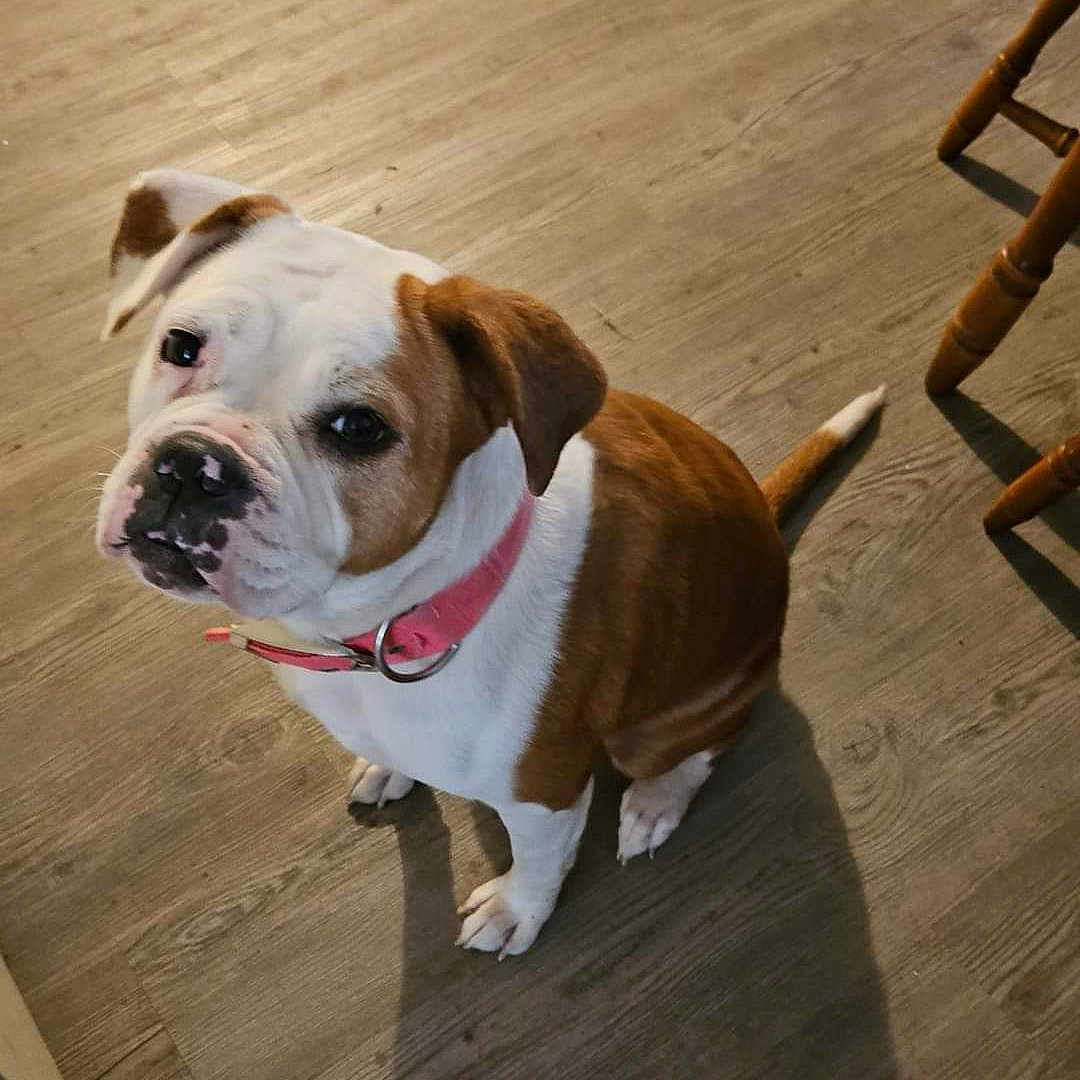 Tiffany Juliet is registered to the contest to win money with this photo: animal, brown, canine, collar, companion, cute, dog, domestic_animal, floor, friendly, indoor, looking_up, mammal, pet, pink_collar, portrait, shadow, sitting, white, wooden_floor