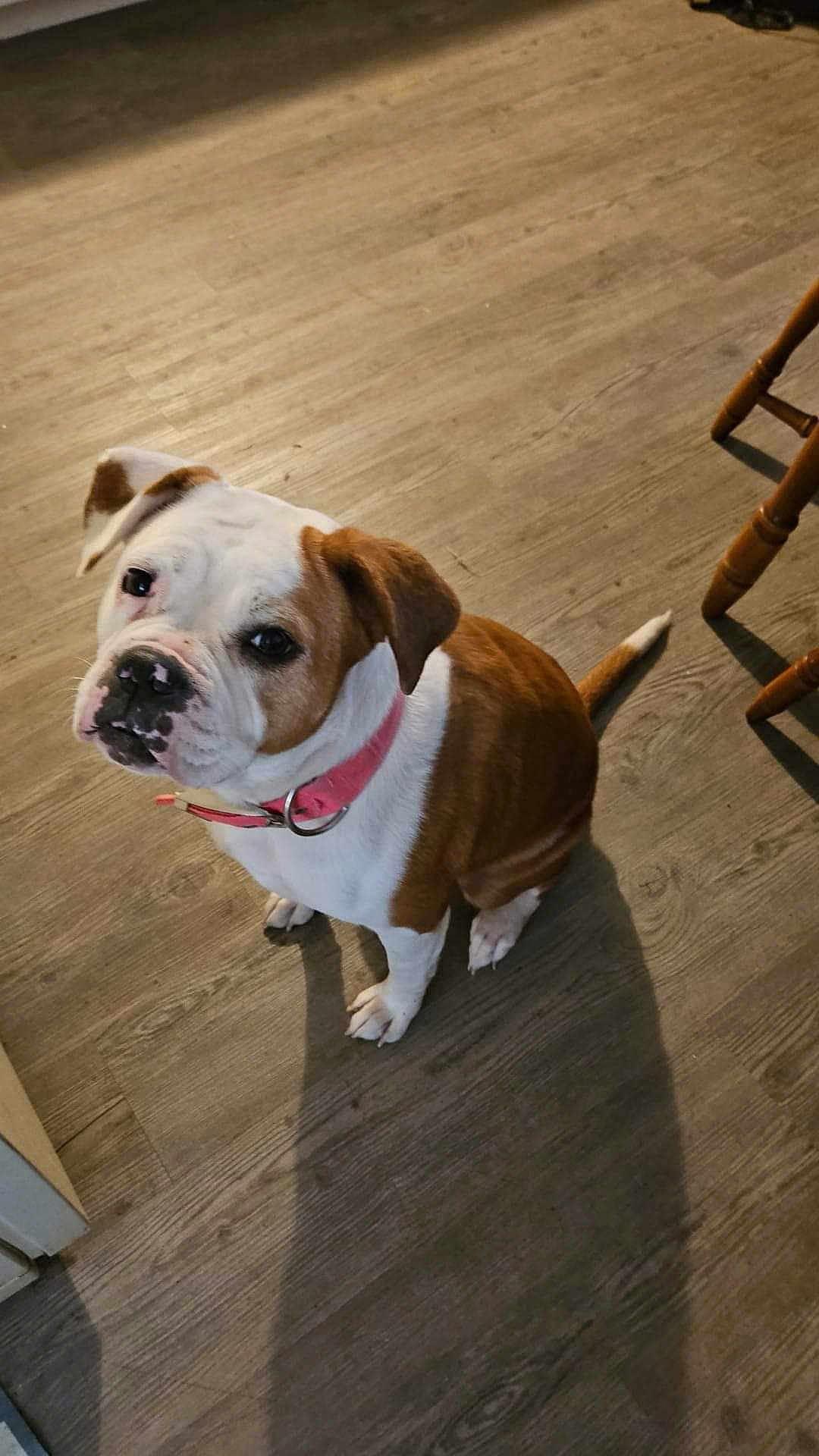 Tiffany Juliet is registered to the contest to win money with this photo: dog, brown, white, collar, pink_collar, floor, wooden_floor, pet, animal, cute, domestic_animal, sitting, looking_up, shadow, indoor, canine, mammal, companion, portrait, friendly