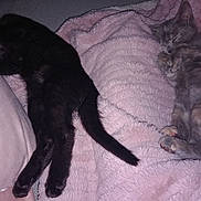 Dallas Et Dakota a rejoint le concours — aidez-le/la à gagner de superbes lots ! animal, black_cat, blanket, cat, cozy, cute, domestic_cat, fur, furry, gray_cat, indoor, kitten, paw, pets, pink_blanket, relaxing, resting, sleeping, soft_texture, tail