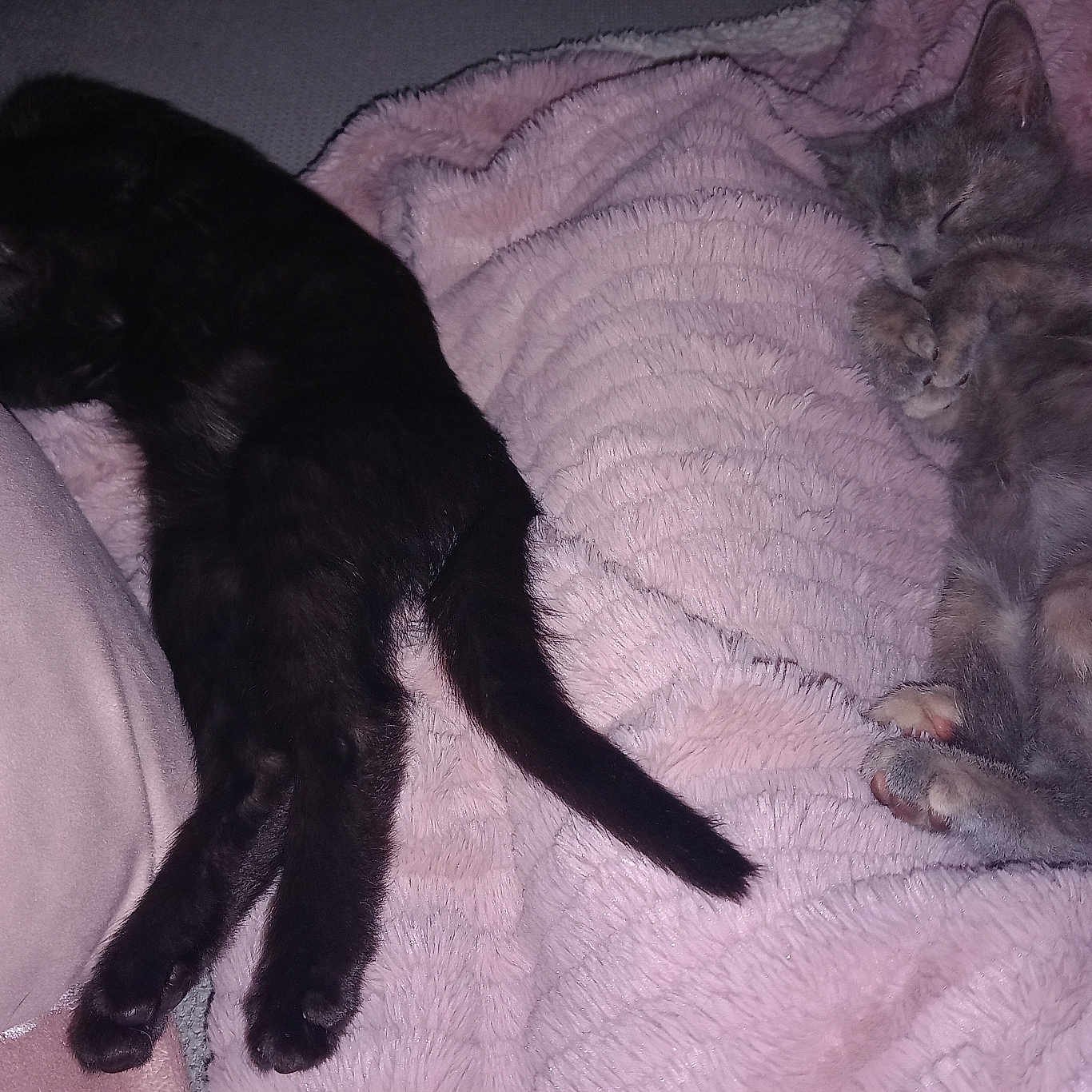 Dallas Et Dakota a rejoint le concours — aidez-le/la à gagner de superbes lots ! animal, black_cat, blanket, cat, cozy, cute, domestic_cat, fur, furry, gray_cat, indoor, kitten, paw, pets, pink_blanket, relaxing, resting, sleeping, soft_texture, tail