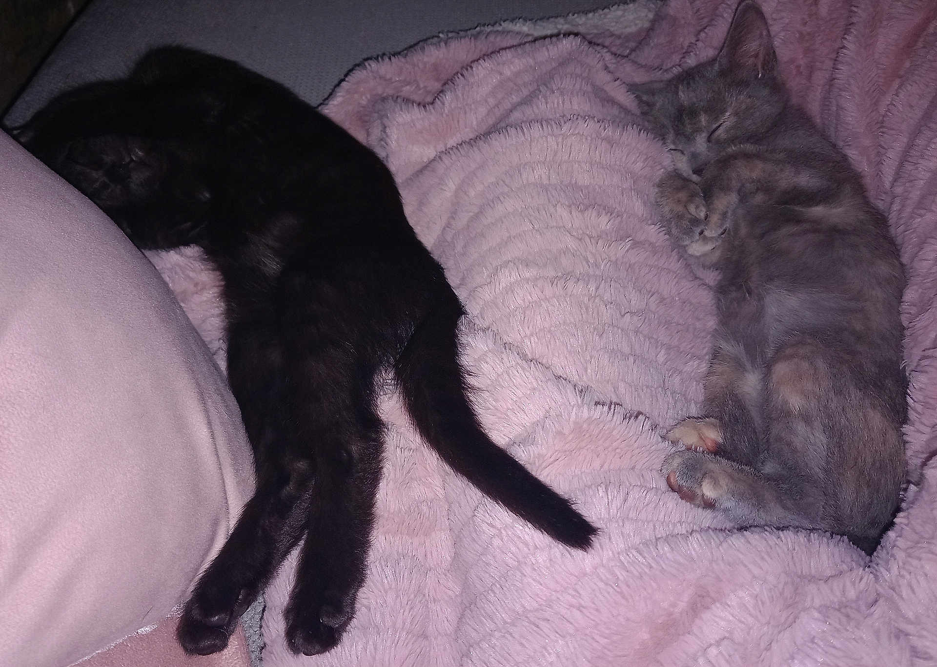 Dallas Et Dakota a rejoint le concours — aidez-le/la à gagner de superbes lots ! animal, black_cat, blanket, cat, cozy, cute, domestic_cat, fur, furry, gray_cat, indoor, kitten, paw, pets, pink_blanket, relaxing, resting, sleeping, soft_texture, tail