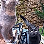 Dallas Et Dakota participe au concours pour gagner de l'argent avec cette photo : animal, black_cat, cat, close_up, crate, curious, daylight, domestic_animal, feline, gray_cat, greenery, looking_up, nature, outdoor, pet, plant, side_view, stone_wall, tail, whiskers