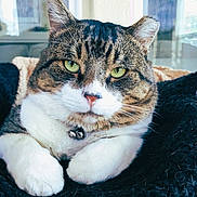 Tank is registered to the contest to win money with this photo: cat, tabby, green_eyes, close_up, pet, animal, feline, indoor, resting, whiskers, paws, collar, bell, cute, fur, portrait, cozy, blanket, relaxed, domestic_cat