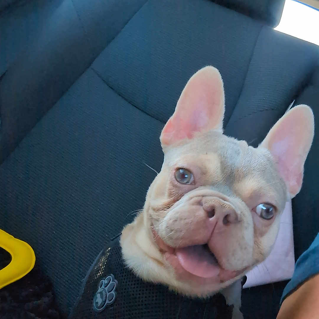 Maverick is registered to the contest to win money with this photo: accessories, animal, belt, bulldog, canine, car, car_interior, carseat, couch, cushion, dog, frenchbulldog, furniture, homedecor, person, pet, pitbull, puppy, transportation, vehicle