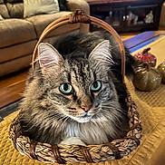 Lola joined the competition — help win amazing prizes! cat, tabby_cat, basket, green_eyes, fluffy_fur, living_room, couch, pillow, television, coffee_table, decorative_pumpkins, quilt, wooden_floor, home_interior, pet, indoor, furniture, curious, closeup, animal