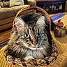 cat, tabby_cat, basket, green_eyes, fluffy_fur, living_room, couch, pillow, television, coffee_table, decorative_pumpkins, quilt, wooden_floor, home_interior, pet, indoor, furniture, curious, closeup, animal