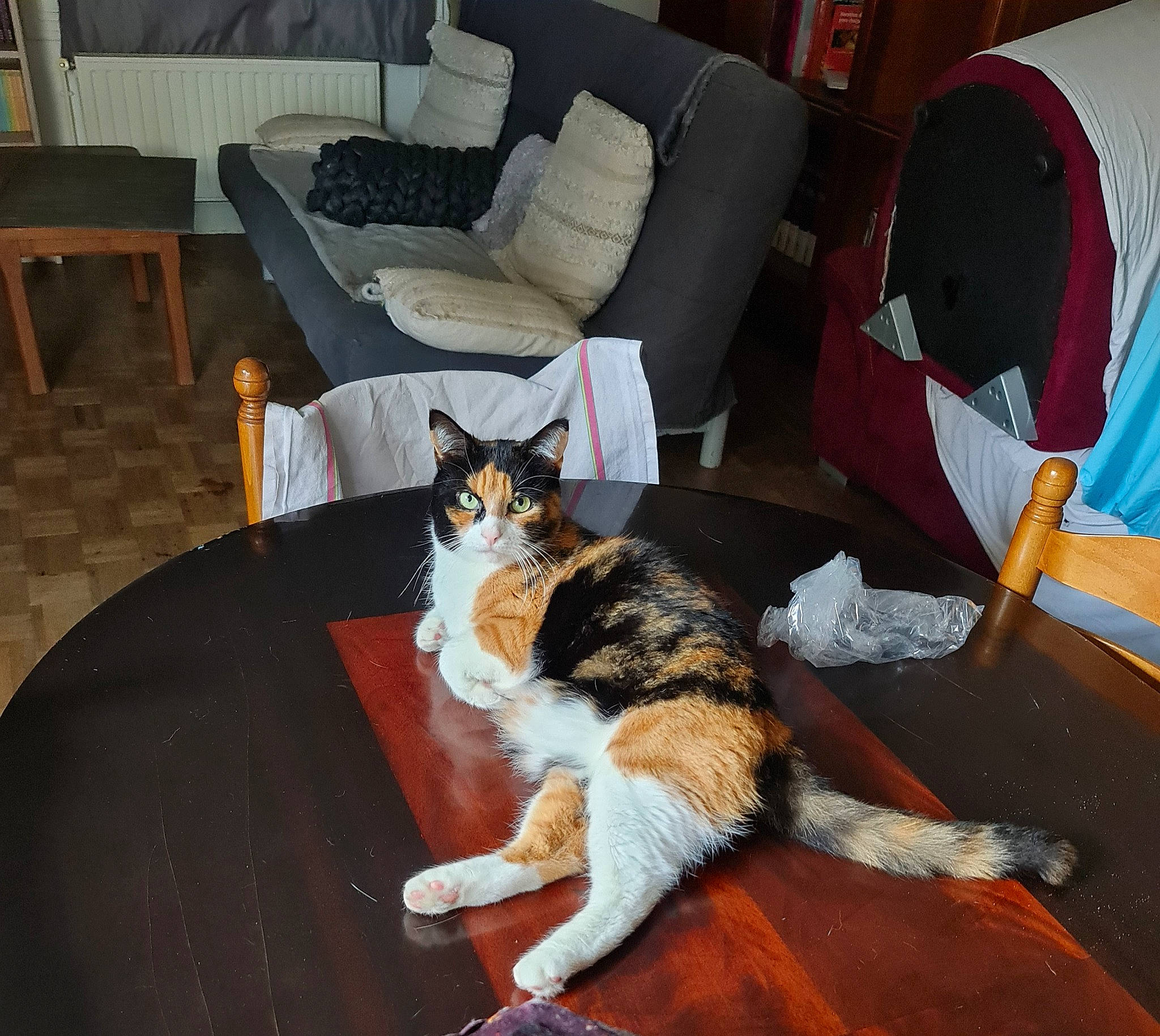 Sakura a rejoint le concours — aidez-le/la à gagner de superbes lots ! armrest, carnivore, cat, chair, comfort, companion_dog, couch, domestic_short_haired_cat, felidae, floor, flooring, fur, furniture, hardwood, living_room, small_to_medium_sized_cats, table, tail, whiskers, wood