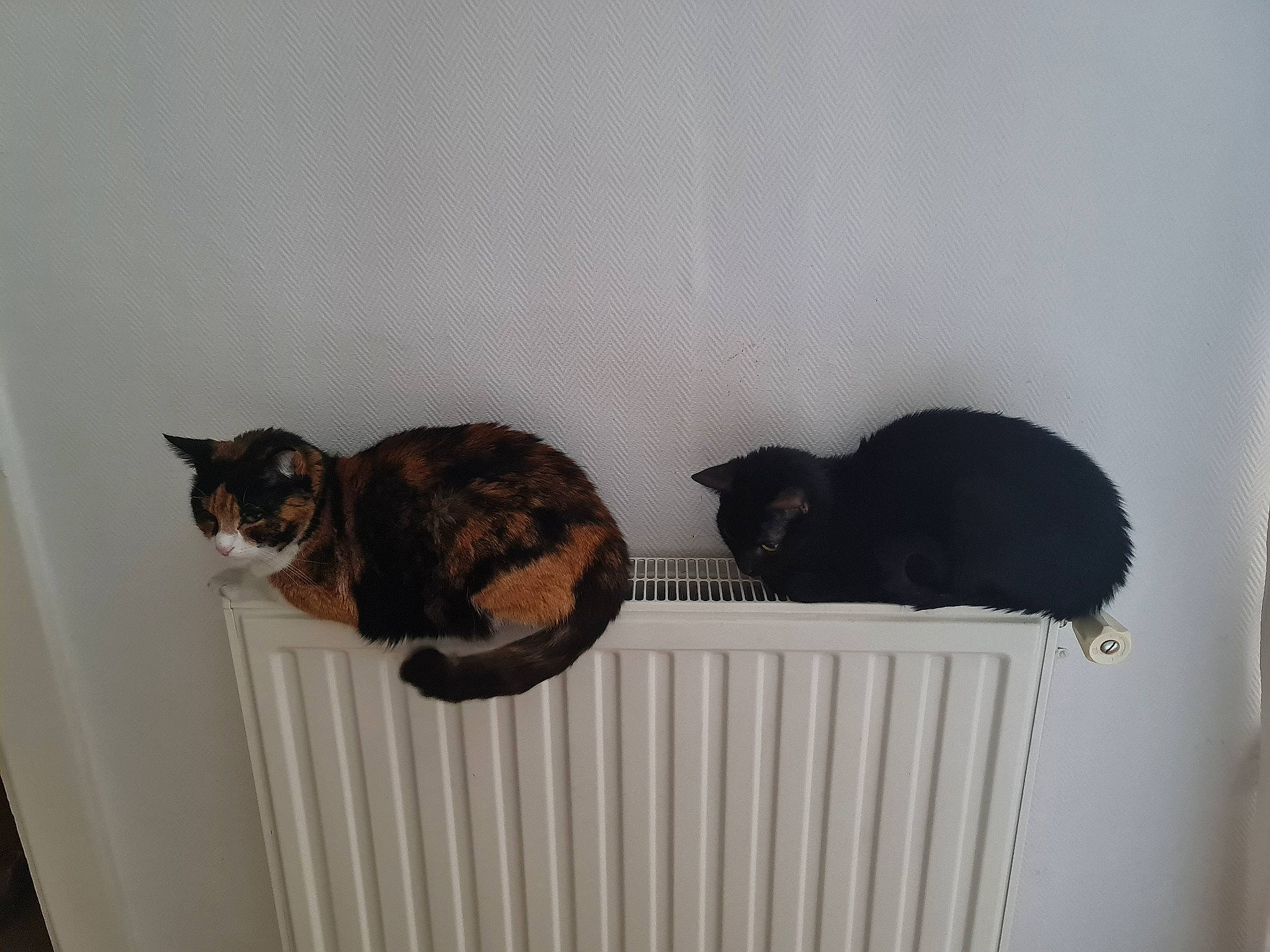 Sakura participe au concours pour gagner de l'argent avec cette photo : black_cat, carnivore, cat, cat_supply, comfort, domestic_short_haired_cat, felidae, fur, pet_supply, room, small_to_medium_sized_cats, tail, terrestrial_animal, whiskers, wood