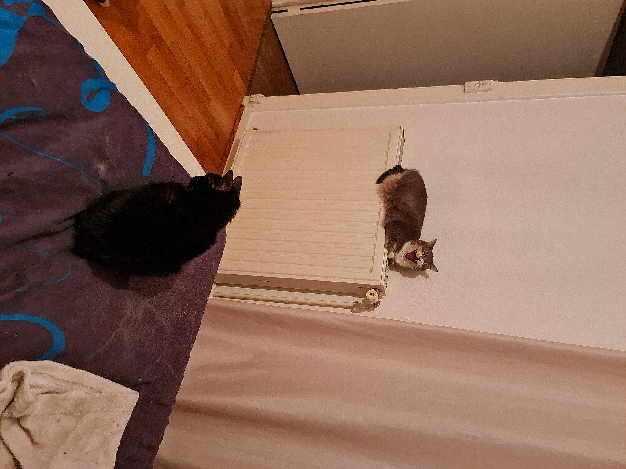 Hou a rejoint le concours — aidez-le/la à gagner de superbes lots ! beige, brown, carnivore, cat, fawn, felidae, floor, flooring, hardwood, laminate_flooring, mammal, pet_supply, plywood, room, shadow, small_to_medium_sized_cats, tail, tints_and_shades, wood, wood_stain