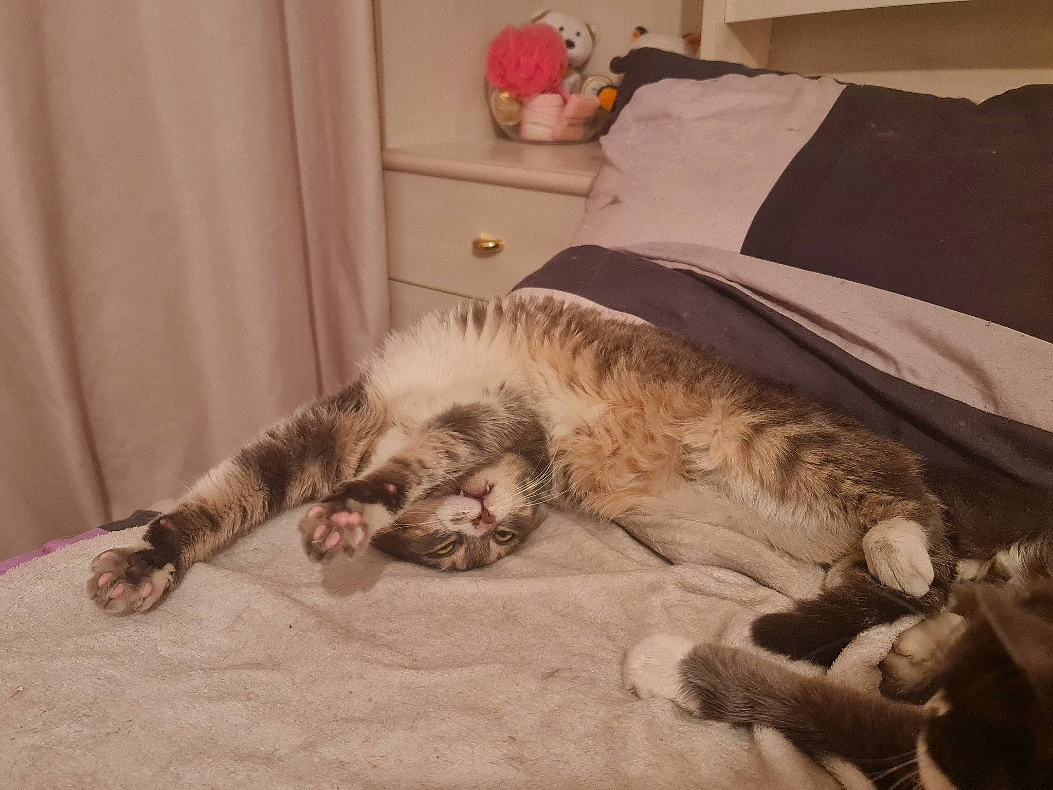 Hou participe au concours pour gagner de l'argent avec cette photo : bed, bed_sheet, bedding, carnivore, cat, comfort, curtain, domestic_short_haired_cat, duvet, felidae, flooring, fur, grey, linens, pillow, room, small_to_medium_sized_cats, tail, whiskers, wood