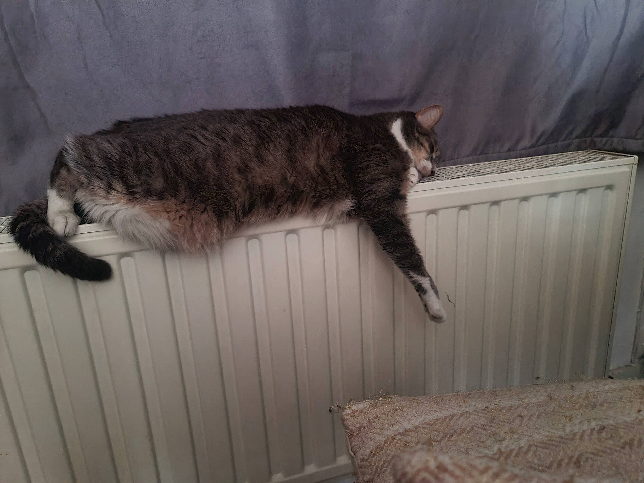 Hou a rejoint le concours — aidez-le/la à gagner de superbes lots ! carnivore, cat, domestic_short_haired_cat, felidae, fur, room, small_to_medium_sized_cats, tail, terrestrial_animal, whiskers, window, wood