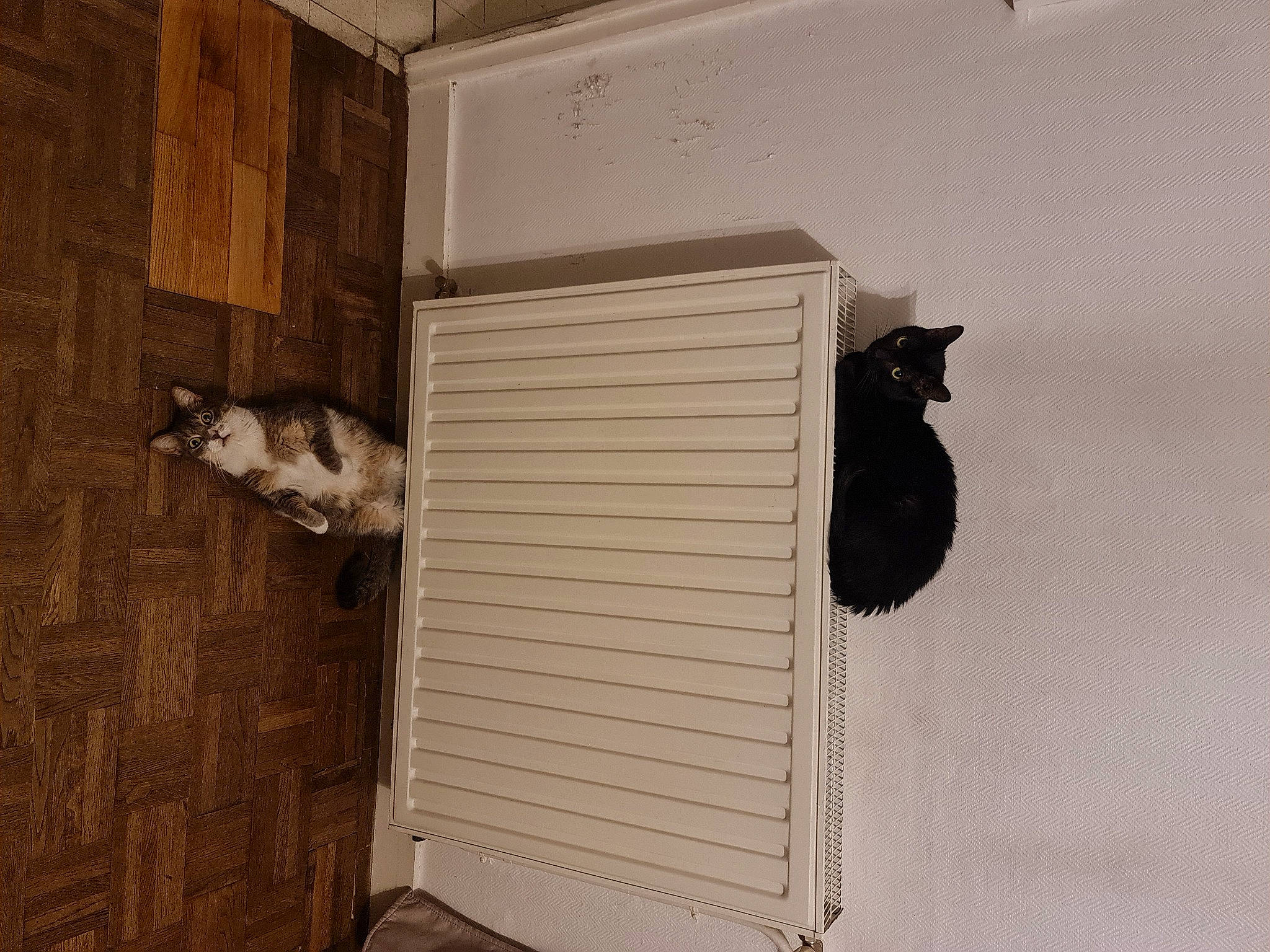 Hoka participe au concours pour gagner de l'argent avec cette photo : building, cat, ceiling, door, felidae, flooring, grey, hardwood, house, plywood, room, shelf, shelving, small_to_medium_sized_cats, tail, wall, window, window_covering, wood, wood_stain