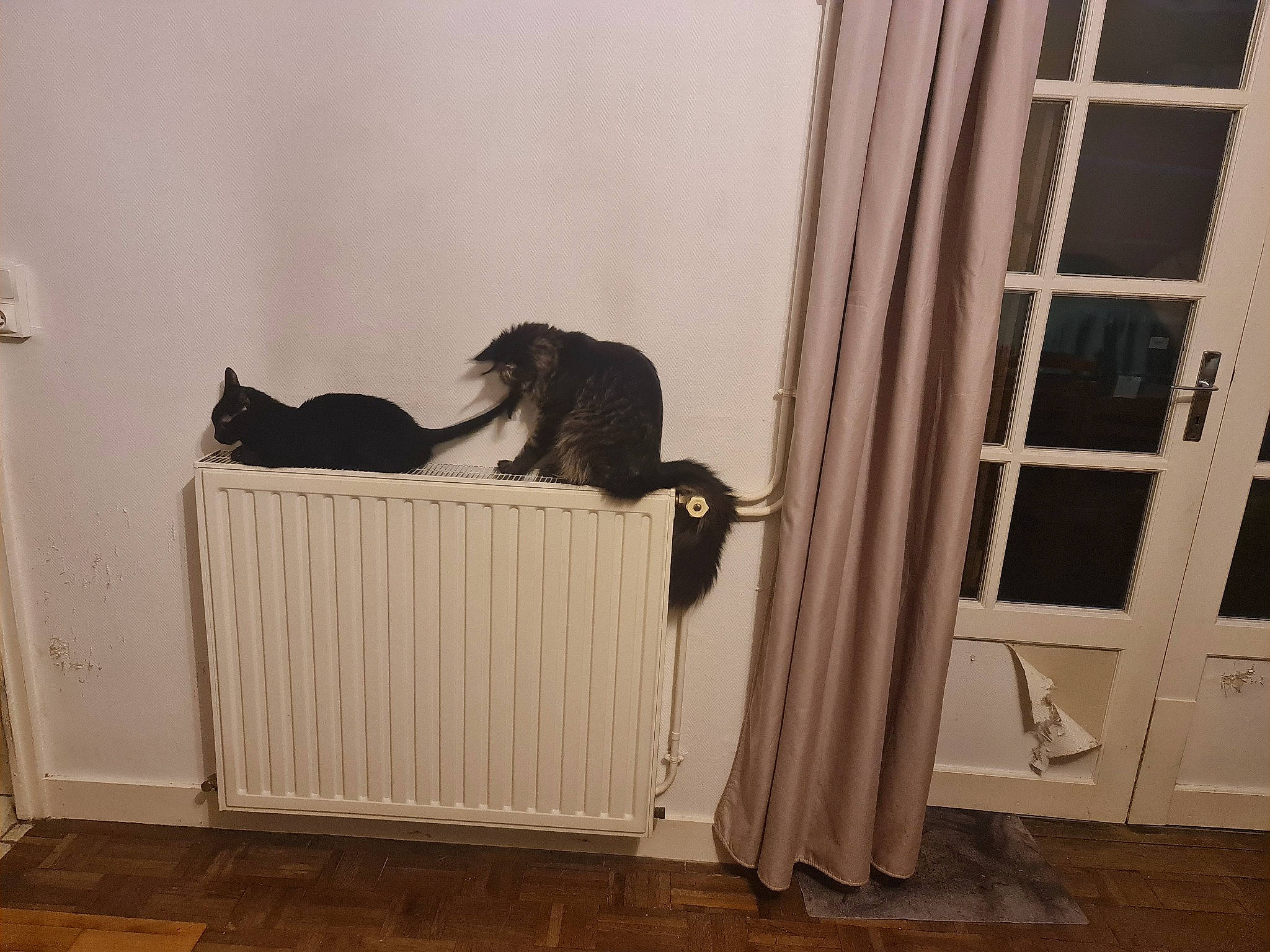 Hoka a rejoint le concours — aidez-le/la à gagner de superbes lots ! carnivore, cat, domestic_short_haired_cat, door, felidae, flooring, fur, hardwood, home_door, household_supply, pet_supply, room, small_to_medium_sized_cats, tail, whiskers, window, window_covering, window_treatment, wood, wood_flooring