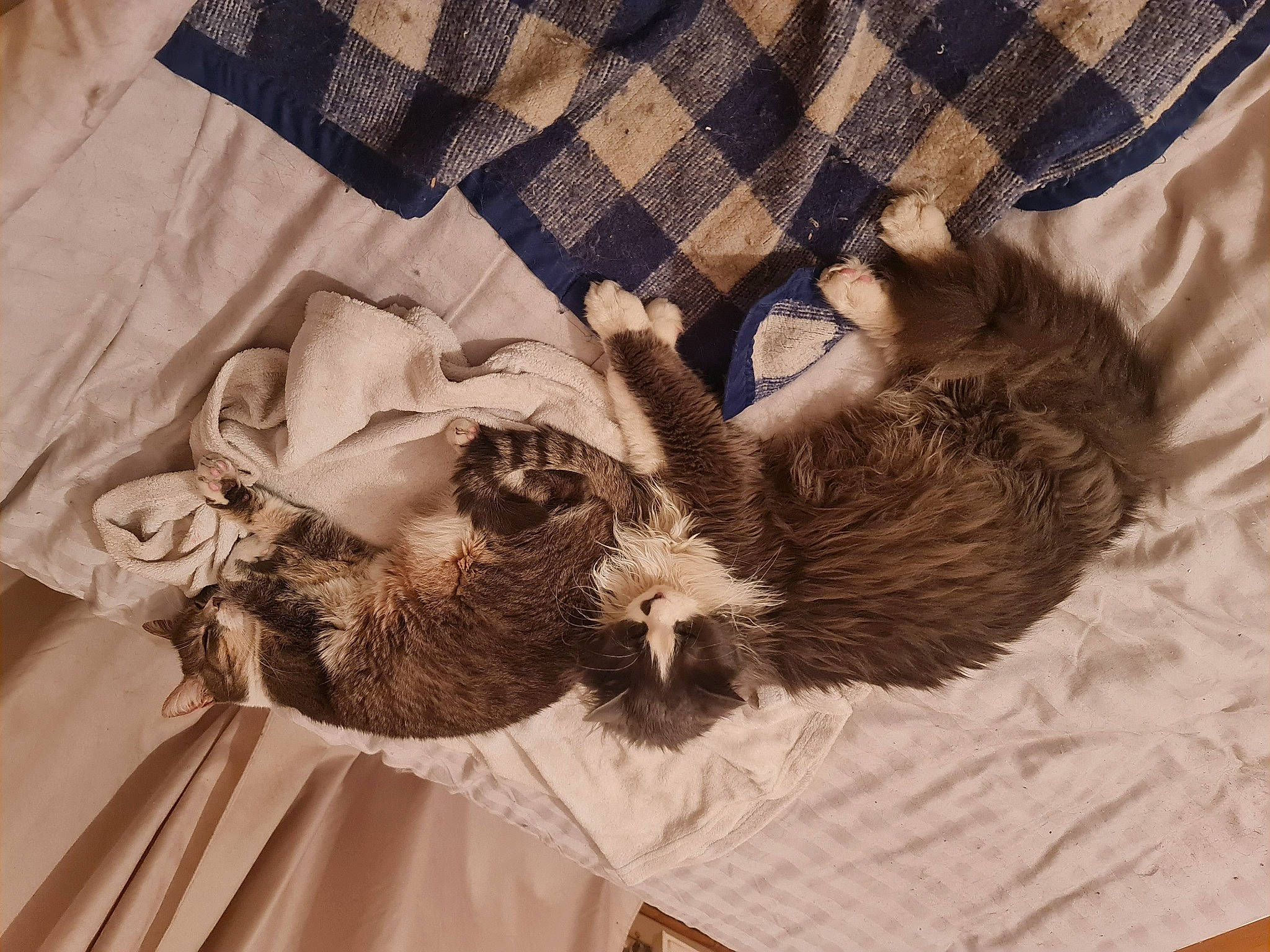 Okami a rejoint le concours — aidez-le/la à gagner de superbes lots ! beard, collar, comfort, day_dress, dress, fashion_accessory, fashion_design, fawn, feather, felidae, formal_wear, fur, hat, linens, pattern, sleeve, tail, tartan, textile, tie