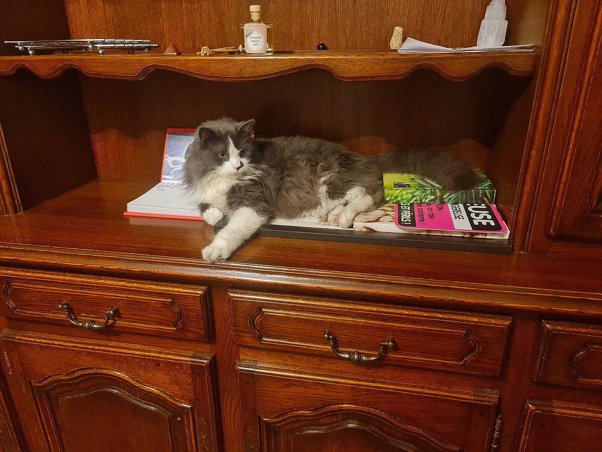 Okami a rejoint le concours — aidez-le/la à gagner de superbes lots ! bookcase, brown, cabinetry, carnivore, cat, chest_of_drawers, cupboard, drawer, dresser, felidae, floor, furniture, grey, hardwood, hutch, shelf, shelving, small_to_medium_sized_cats, wood, wood_stain