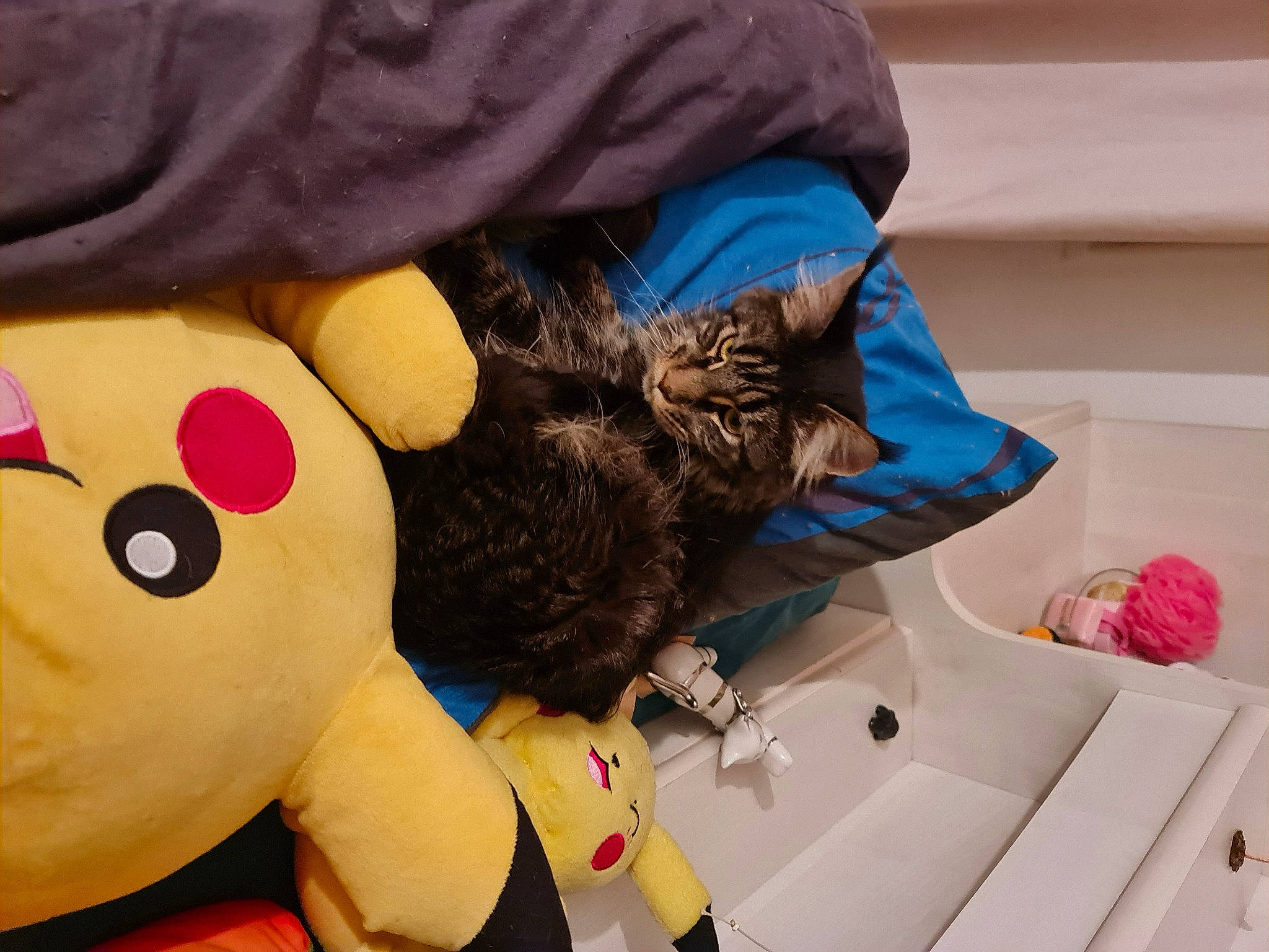 Tahia participe au concours pour gagner de l'argent avec cette photo : bag, bathroom, carmine, carnivore, cat, comfort, domestic_short_haired_cat, felidae, fur, linens, plumbing, plumbing_fixture, plush, room, small_to_medium_sized_cats, stuffed_toy, tail, textile, toy, whiskers