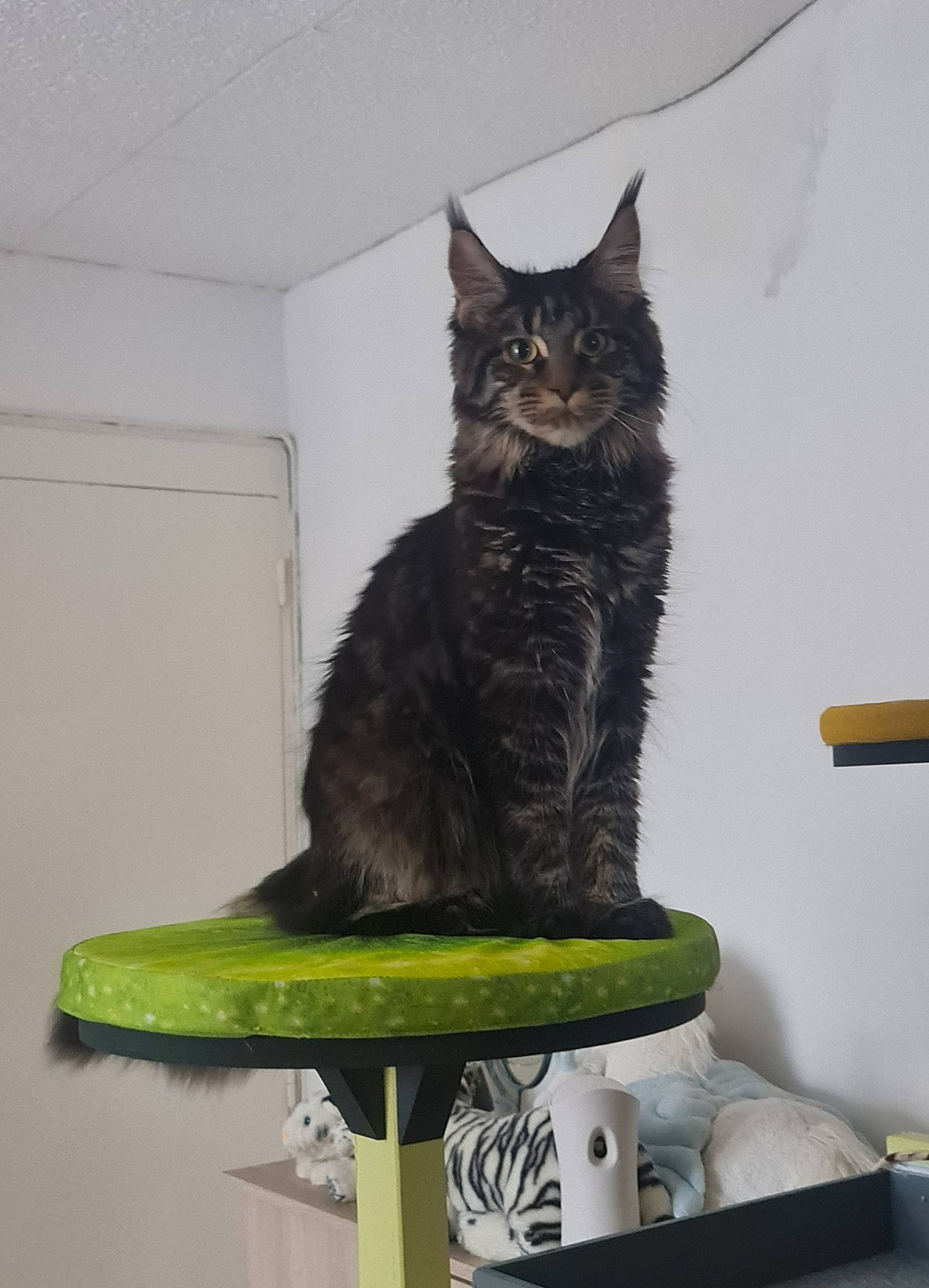 Tahia a rejoint le concours — aidez-le/la à gagner de superbes lots ! black_cat, carnivore, cat, cat_supply, domestic_short_haired_cat, felidae, fur, pet_supply, room, serveware, shelf, shelving, sitting, small_to_medium_sized_cats, snout, tail, whiskers, window