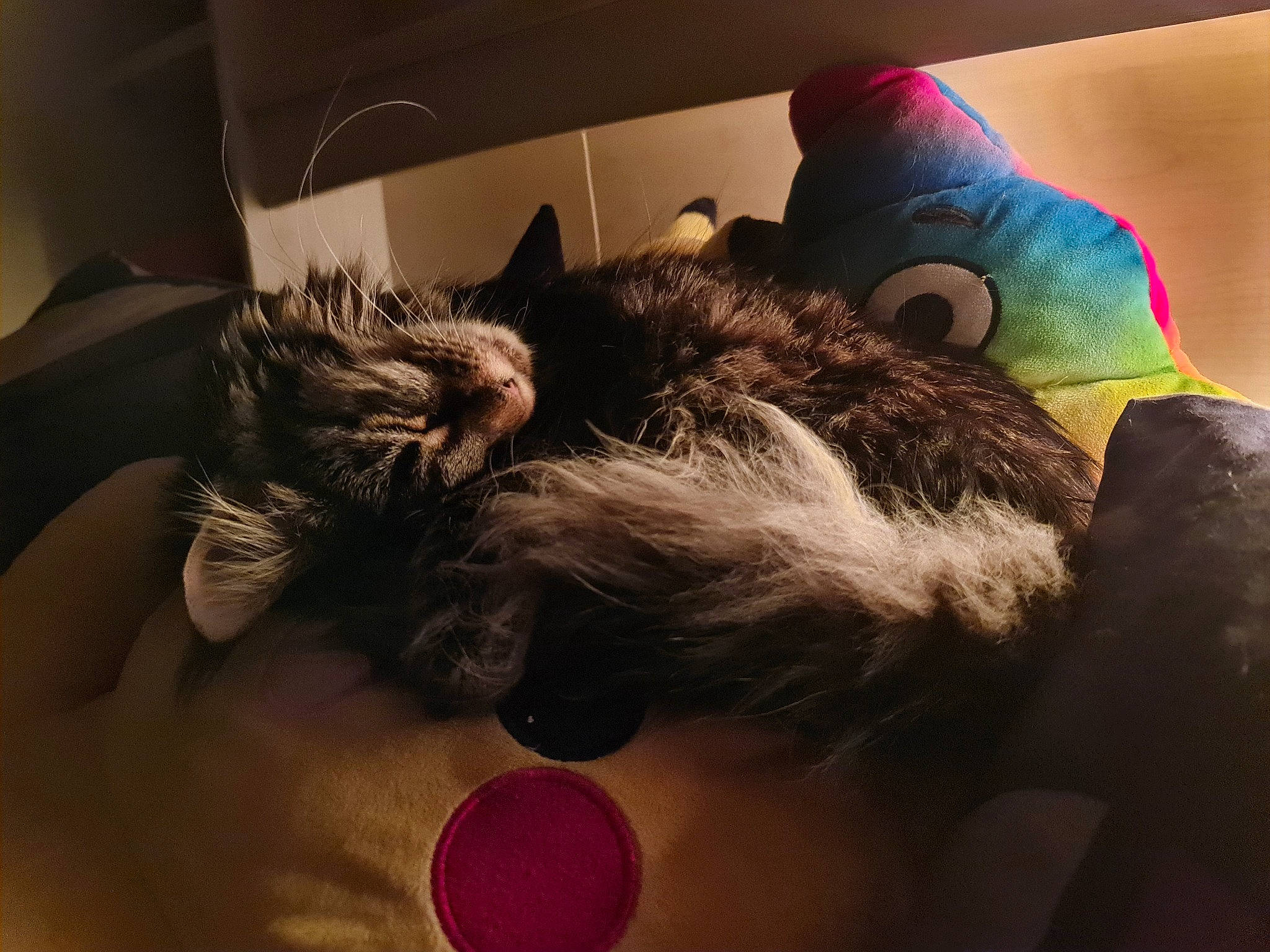 Tahia a rejoint le concours — aidez-le/la à gagner de superbes lots ! ball, beard, comfort, companion_dog, dog_breed, ear, eyewear, fawn, felidae, fur, gesture, magenta, paw, room, selfie, small_to_medium_sized_cats, tail, toy, toy_dog, whiskers