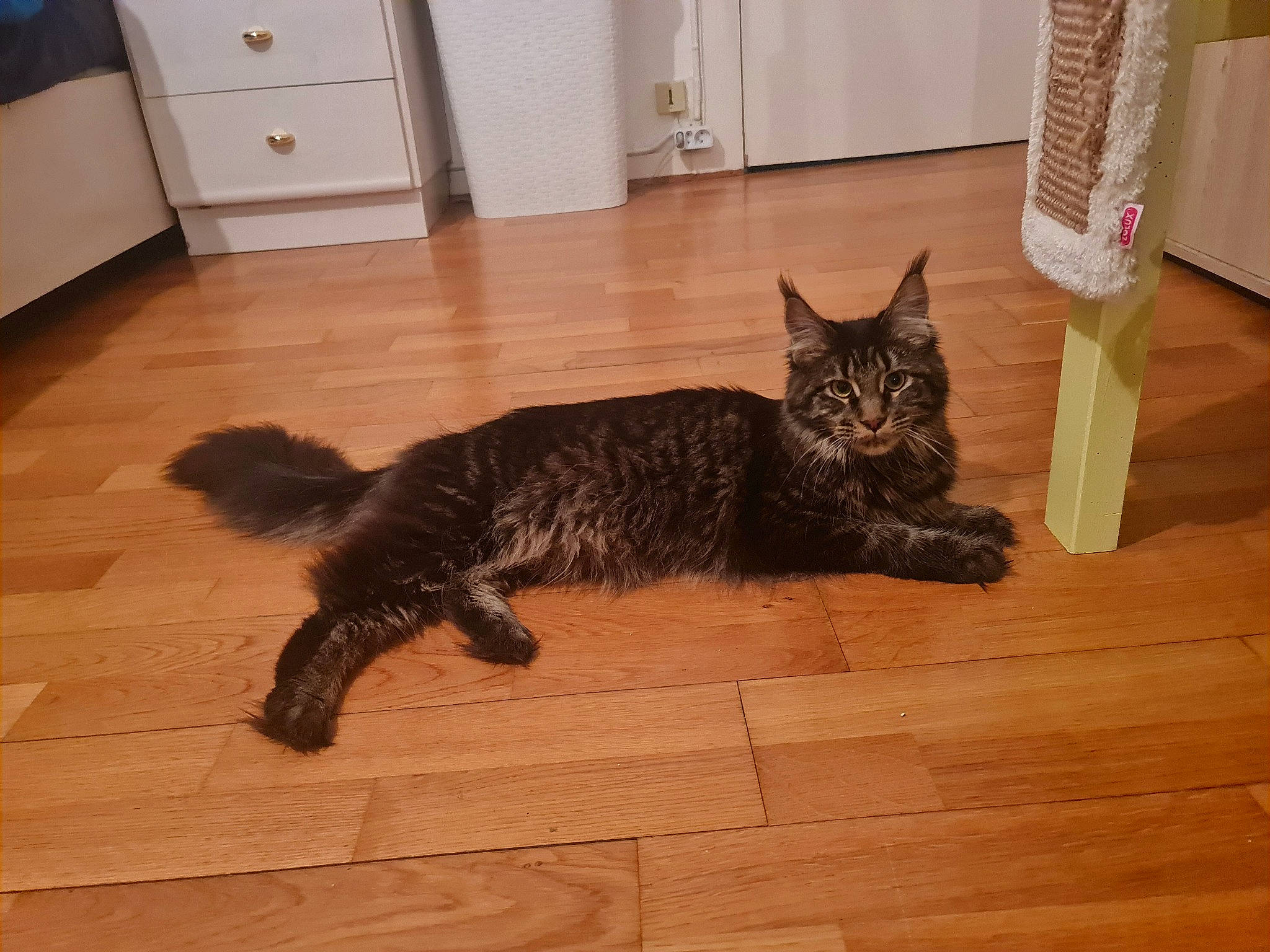 Tahia a rejoint le concours — aidez-le/la à gagner de superbes lots ! cabinetry, carnivore, cat, claw, domestic_short_haired_cat, felidae, floor, flooring, fur, hardwood, laminate_flooring, room, small_to_medium_sized_cats, snout, tail, terrestrial_animal, whiskers, wood, wood_flooring, wood_stain